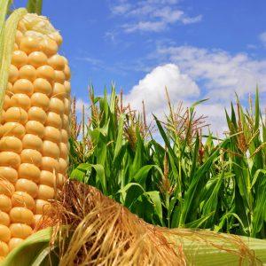 Europa autoriza el uso de tres tipos de maíz transgénico como alimento