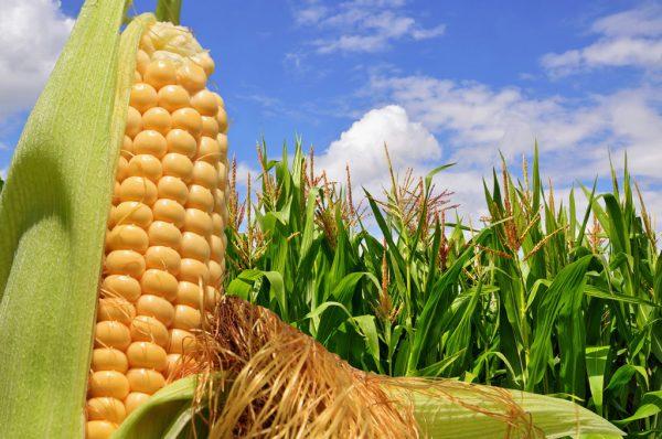 Europa autoriza el uso de tres tipos de maíz transgénico como alimento