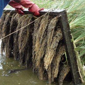 Cómo es el Sistema Vetiver, una planta «mágica» que permite descontaminar suelos y cursos de agua a bajo costo