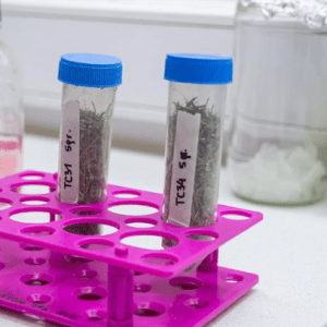 Investigan la prevalencia de infecciones de transmisión sexual en personas gestantes