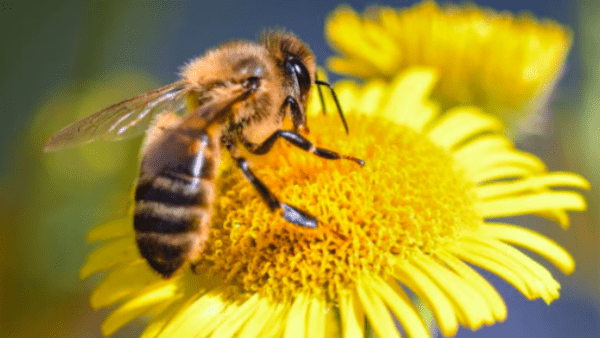 Científicos argentinos adiestraron abejas para dirigirlas a cultivos específicos