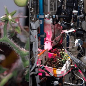 Astronautas hallaron un alimento perdido en el espacio hace 8 meses, ¿de qué se trata?