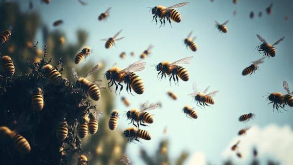 Científicos argentinos descubren un novedoso método para dirigir enjambres de abejas