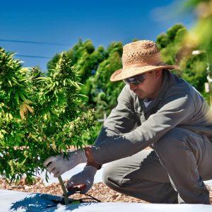 Distinguen a una empresa nacional de biotecnología por desarrollar un proyecto innovador de cannabis medicinal