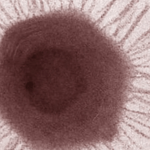 Descubren un nuevo virus en las profundidades del océano
