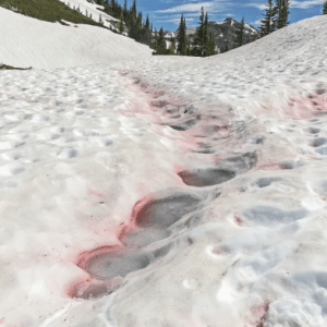 Qué significa la “nieve de sandía” que se extiende por América y amenaza a los glaciares