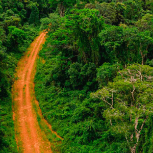 Denuncian que permitirán talar zonas de selva protegida en Misiones