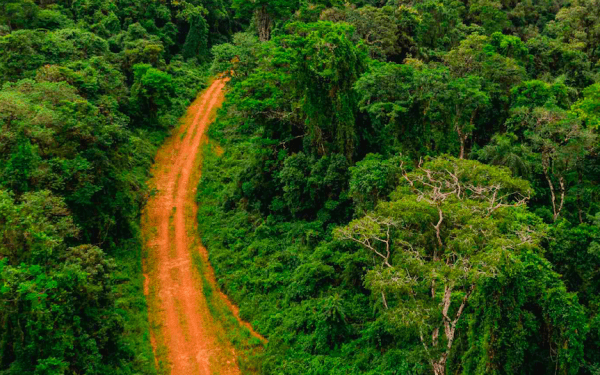 Denuncian que permitirán talar zonas de selva protegida en Misiones