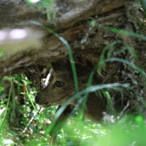 Científicos hallaron la manera de salvar a un animal en peligro de extinción