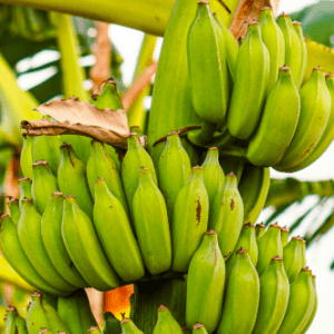 El método que encontraron en la India para hacer toallas sostenibles y tener un impacto positivo