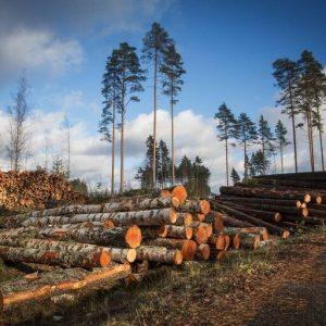 El mercado de carbono abre un debate entre el Gobierno de Milei y la industria forestal