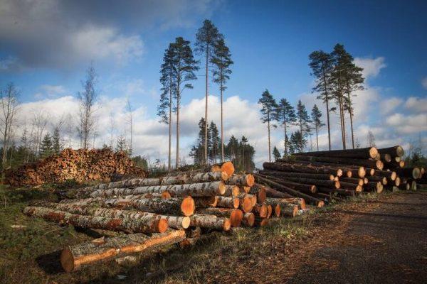 El mercado de carbono abre un debate entre el Gobierno de Milei y la industria forestal