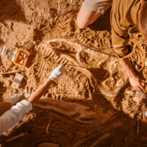 Hallaron un “Titanosaurio” en China que vivió hace 90 millones de años