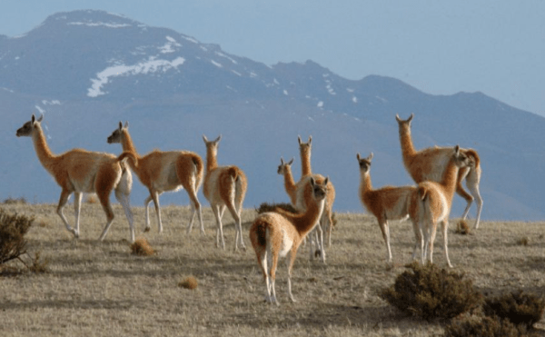 Estas son las especies argentinas que incorporaron a una lista global para conservarlas
