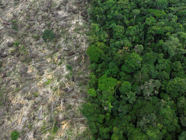 La deforestación en la Amazonía cayó un 29% en enero respecto al mismo período del año pasado