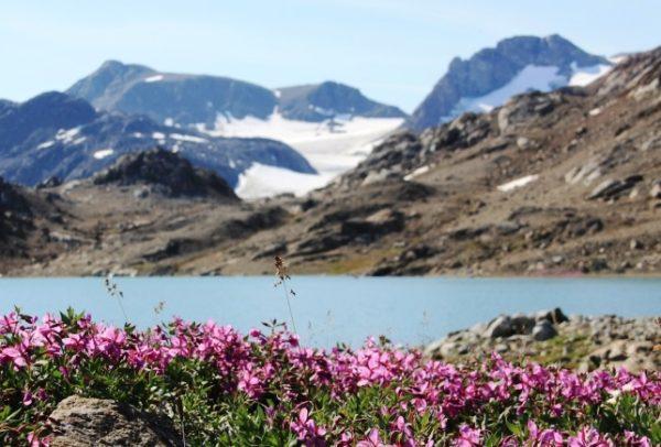 Por qué el hielo de Groenlandia está siendo reemplazado por vegetación