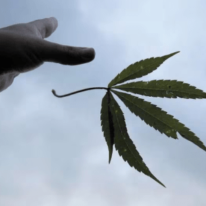Otra potencia mundial legalizó la compra y cultivo de cannabis para consumo personal