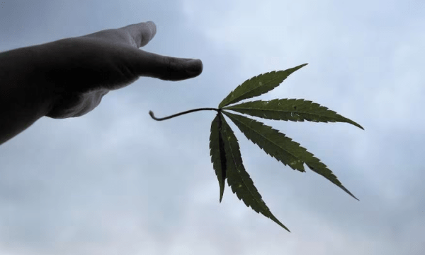 Otra potencia mundial legalizó la compra y cultivo de cannabis para consumo personal