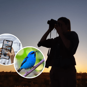 Lanzan una app que permite identificar todas las aves de Argentina