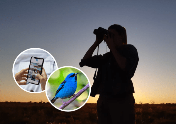Lanzan una app que permite identificar todas las aves de Argentina