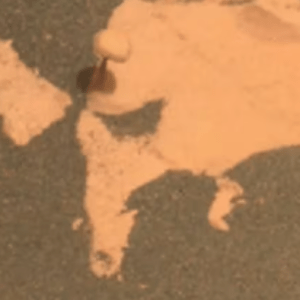 Hallaron un hongo en Marte gracias a la exploración del rover Perseverance