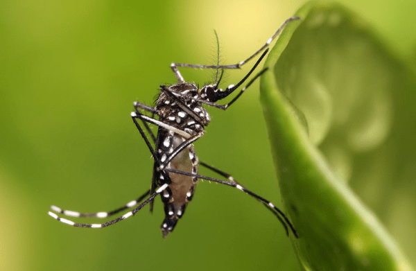 Determinaron que los mosquitos se adaptan al cambio climático y preocupa a la comunidad científica