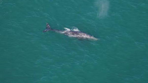 Reapareció una ballena en el Atlántico que estaba desaparecida hace 200 años
