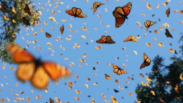Por qué hay invasión de mariposas en Buenos Aires: la explicación de este fenómeno