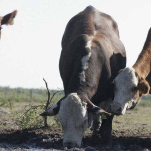 Revelaron cuáles son los animales más vulnerables a la extinción debido al cambio climático