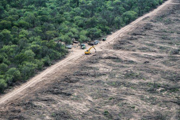 Para Greenpeace, “es hora de penalizar la destrucción de los bosques”