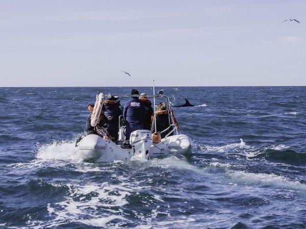 National Geographic iniciará una expedición en las costas de Chubut: qué busca