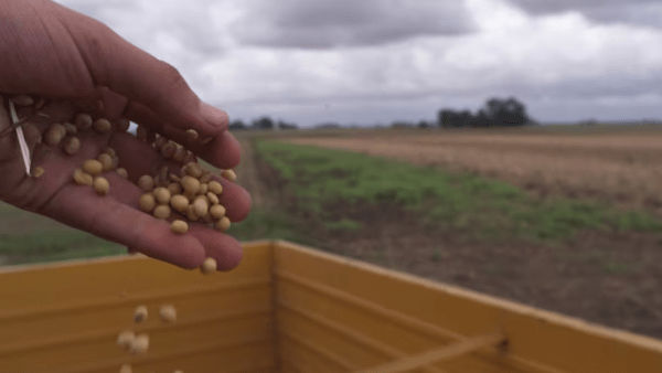 Argentina ya comienza a exportar soja libre de deforestación