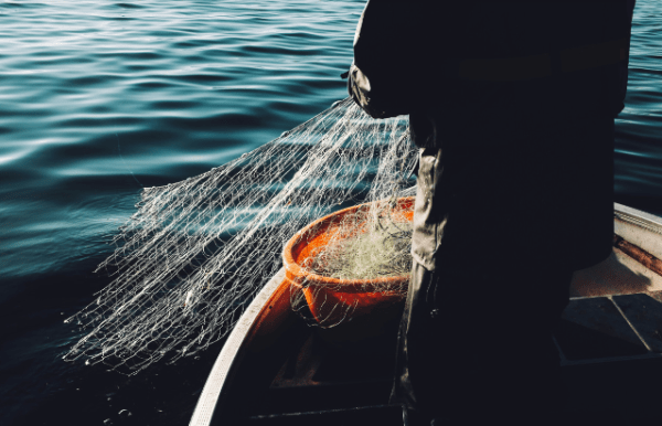 Un estudio reveló las consecuencias de la pesca de arrastre en los ecosistemas marinos