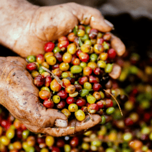 Este país de América Central realizó la primera exportación de café libre de deforestación