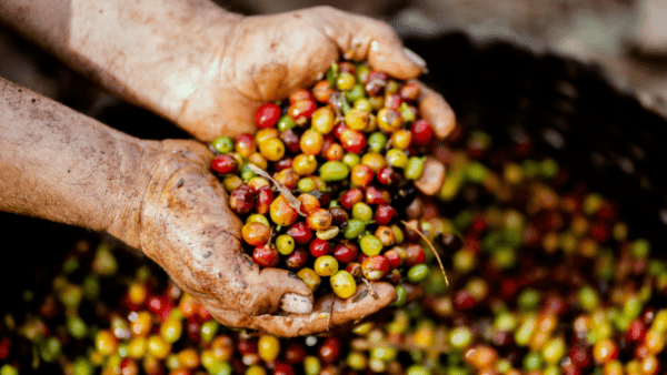 Este país de América Central realizó la primera exportación de café libre de deforestación