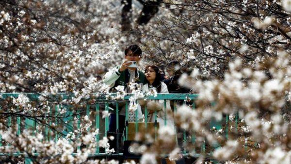 Por el cambio climático, en Japón los cerezos están floreciendo cada vez más temprano