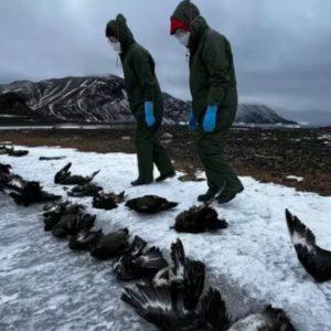 Científicos preocupados por la muerte de cientos de pingüinos en la Antártida, ¿a qué se debe?