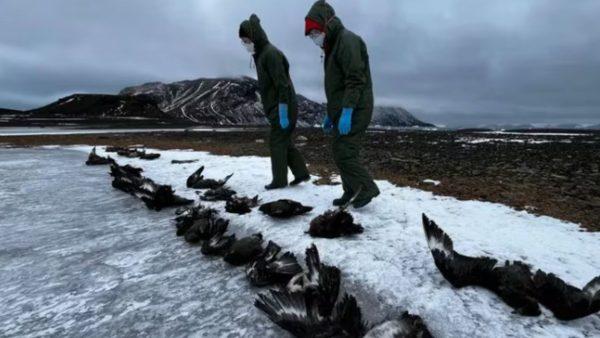 Científicos preocupados por la muerte de cientos de pingüinos en la Antártida, ¿a qué se debe?