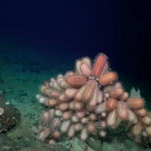 Hallaron más de 50 nuevas especies en zonas poco exploradas en una expedición submarina