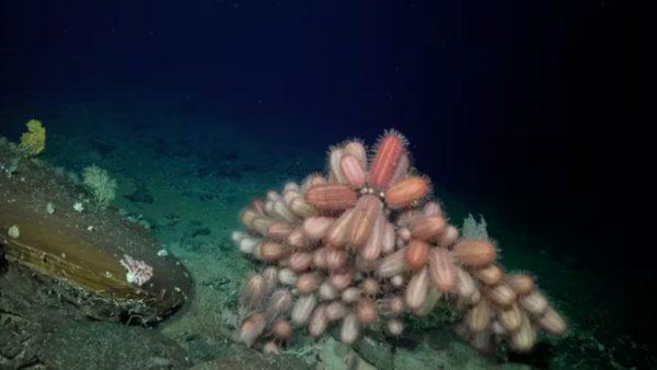 Hallaron más de 50 nuevas especies en zonas poco exploradas en una expedición submarina