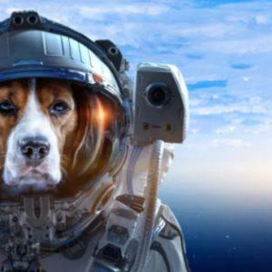 La NASA enviará un perro a Marte para la exploración de regiones súper valiosas para la humanidad