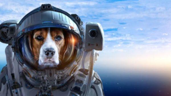 La NASA enviará un perro a Marte para la exploración de regiones súper valiosas para la humanidad