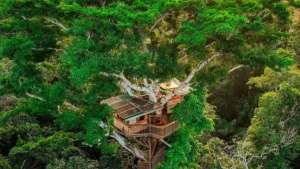 En imágenes: así es la casa en el árbol más alto del Amazonas