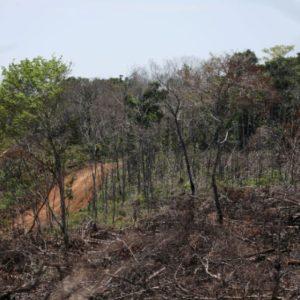 Presentaron «Amazonia Viva», la iniciativa que busca conservar la selva amazónica