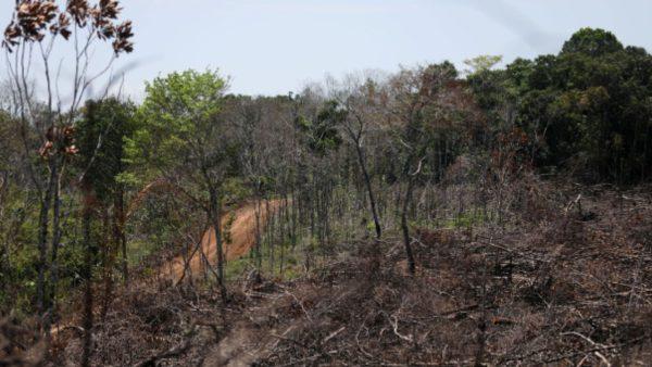 Presentaron “Amazonia Viva”, la iniciativa que busca conservar la selva amazónica
