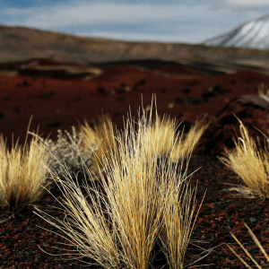 Mendoza adquiere más hectáreas de áreas naturales protegidas
