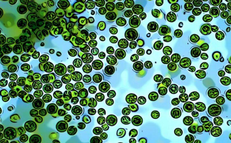 Con algas y bacterias: así científicos argentinos buscan revolucionar la producción de hidrógeno verde