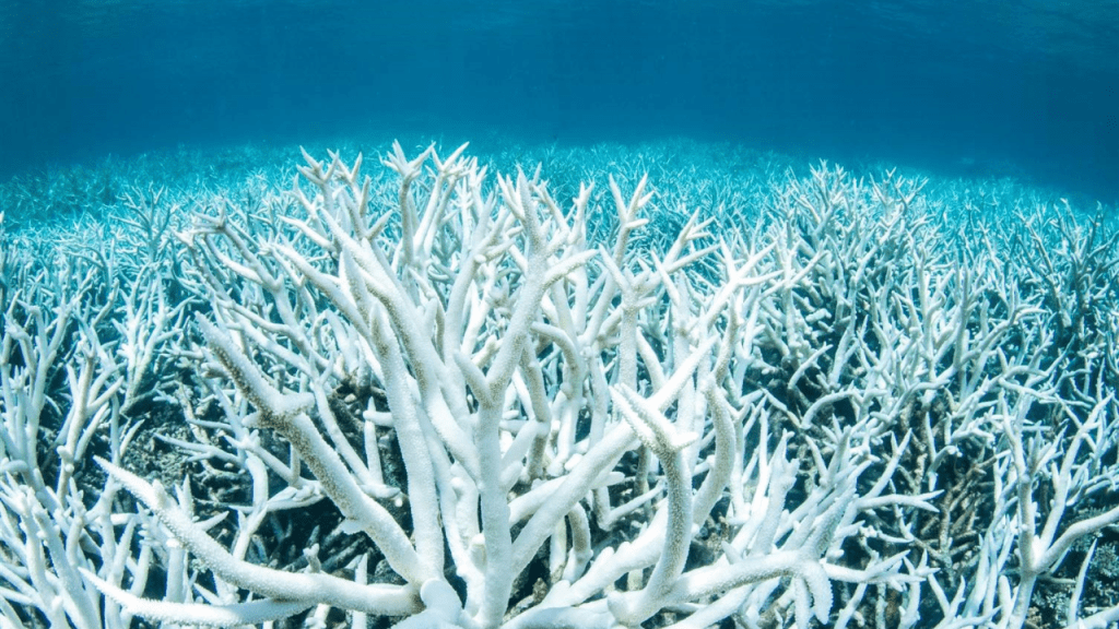 Miles de corales se blanquearon: por qué los científicos anticipan la peor crisis