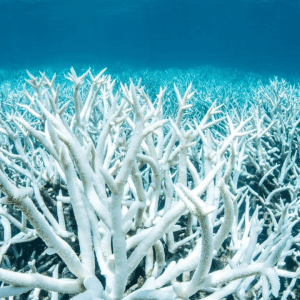 Miles de corales se blanquearon: por qué los científicos anticipan la peor crisis