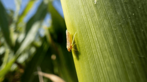 Piden declarar la emergencia agrícola por devastadora plaga en cultivos de maíz